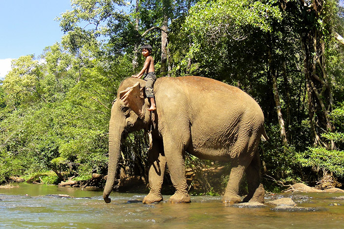 vacances cambodge en famille rencontrer éléphants